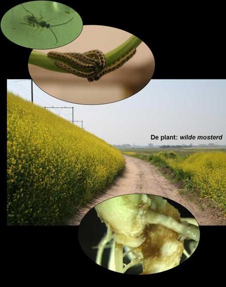 telefone dos insetos biofone telefone verde