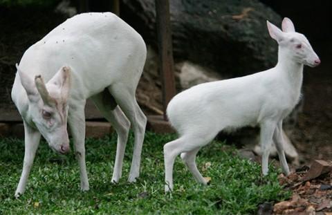 animais albinos