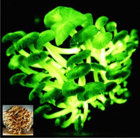 fungo brilhante bioluminescência