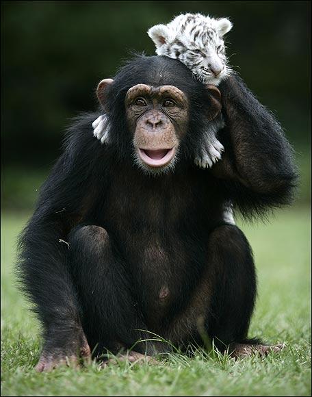 chimpanzé tigre siberiano