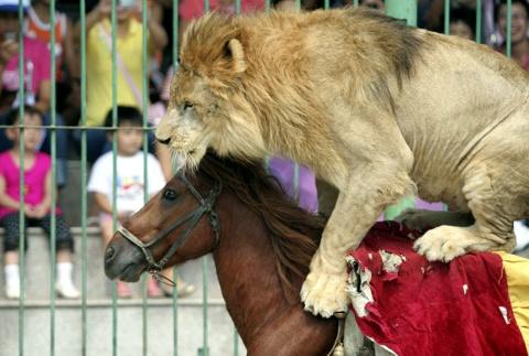cavalo