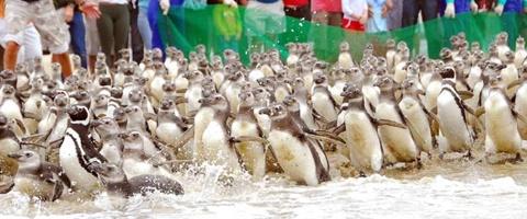 pinguins correndo