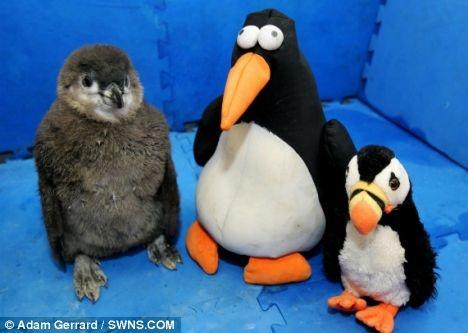 pingu o pinguim