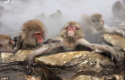 macanos no spa vulcânico