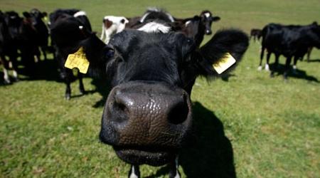vaca