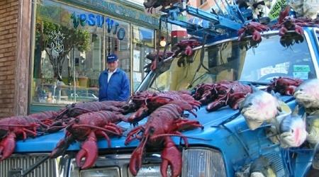 volvo carro peixe
