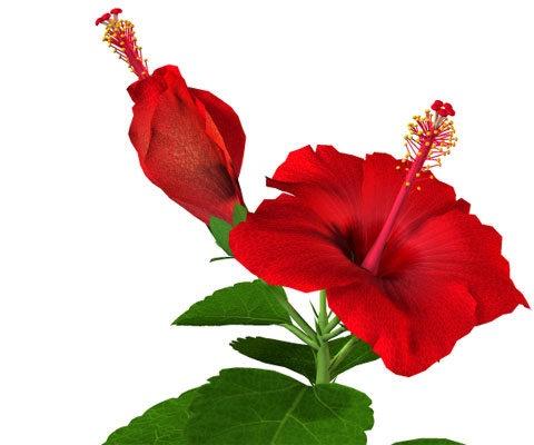 flor de hibisco