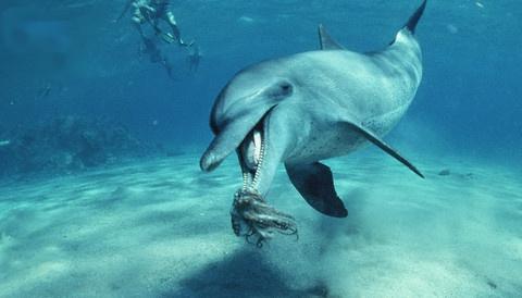 golfinho comendo