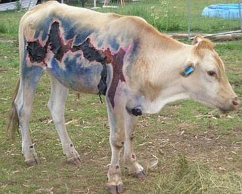 vaca raio