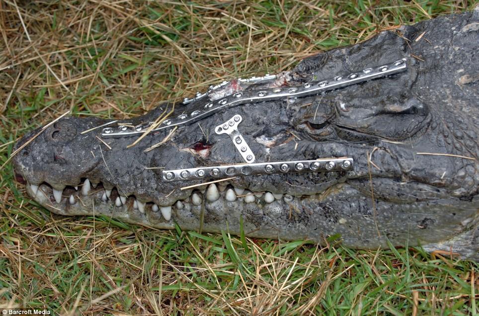 crocodilo robô
