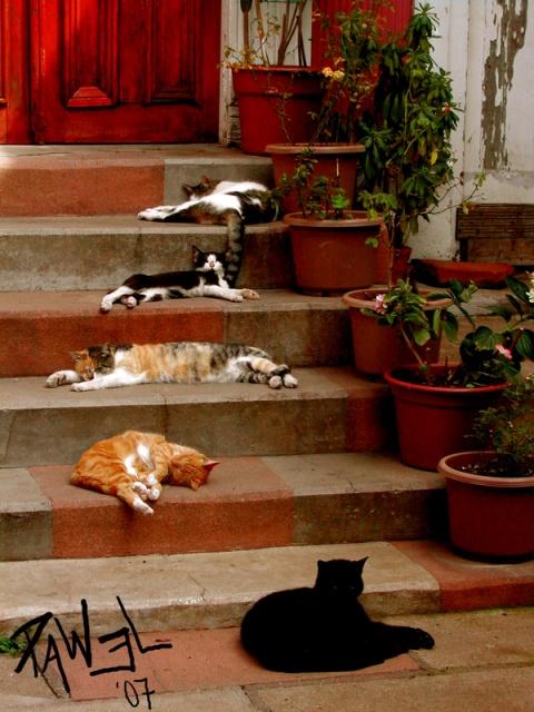 gatos na escada