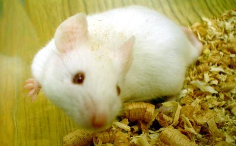 rato branco de laboratorio
