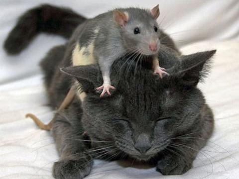 gato e rato