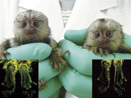 macaco fluorescente