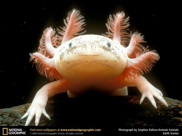 Axolotl