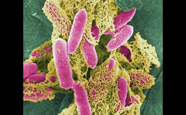e. coli