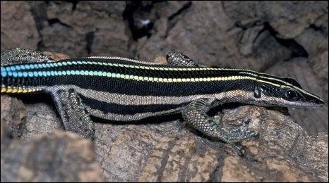 Holaspis guentheri