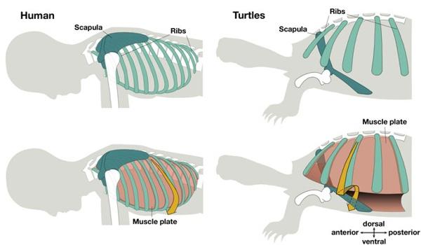 evolução casco tartaruga