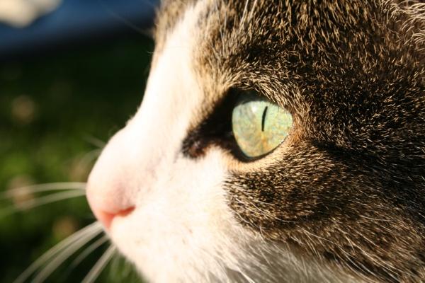 7 mitos sobre gatos