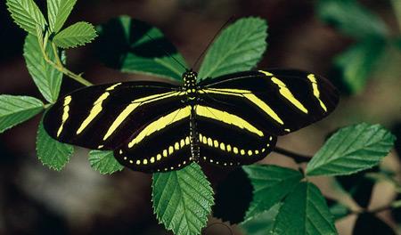 O que faz as asas de uma borboleta tão coloridas?