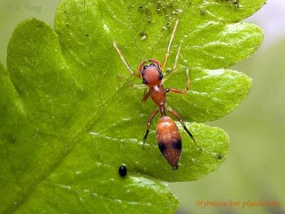 Ludopedia, Fórum, Aranhas ou formigas? - Conheça o Spinderella