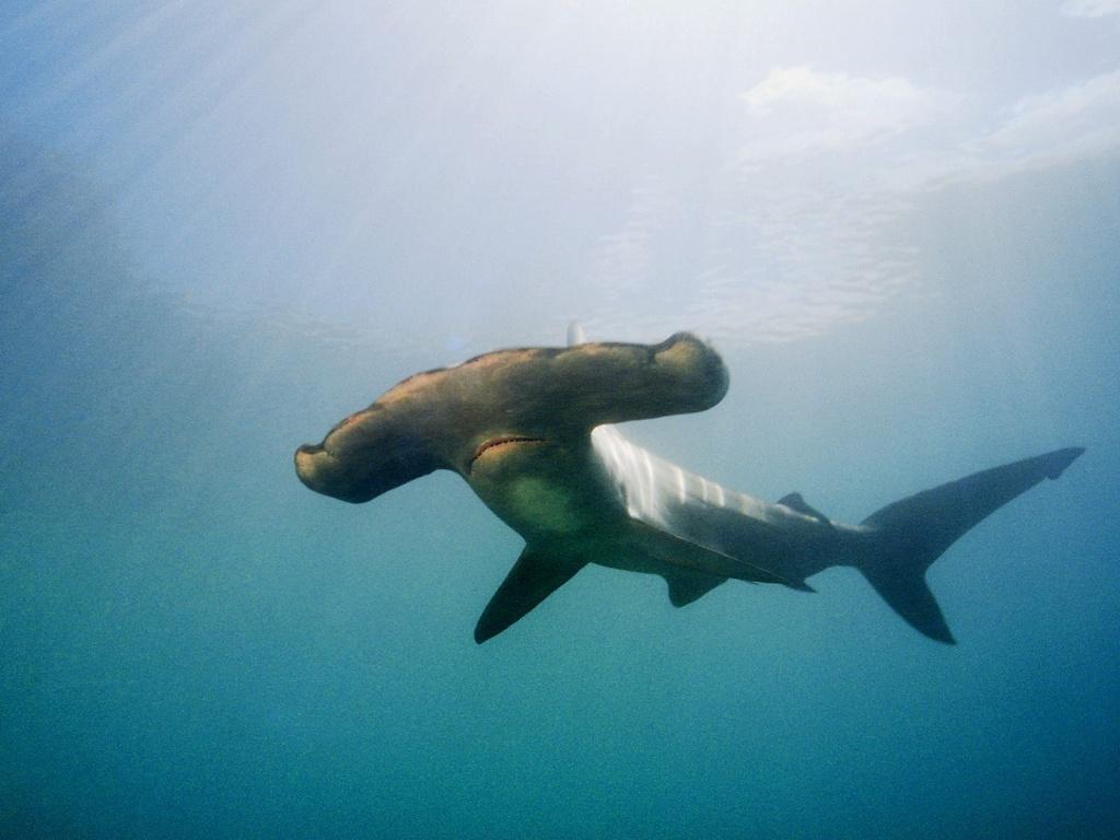 tubamartelo
