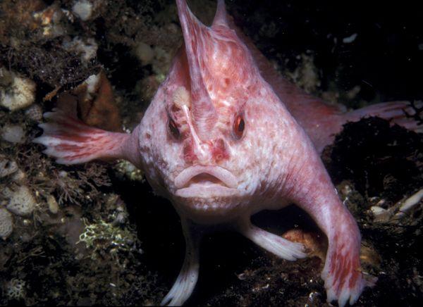 Resultado de imagem para peixe cor-de-rosa de mãos