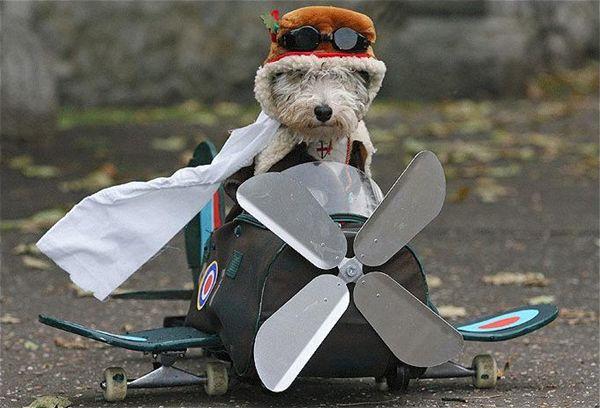 piloto cachorro