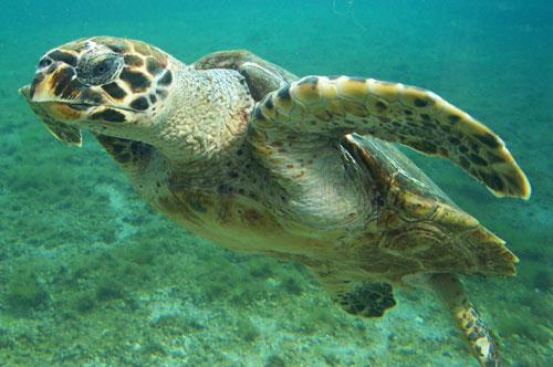 Eretmochelys-imbricata