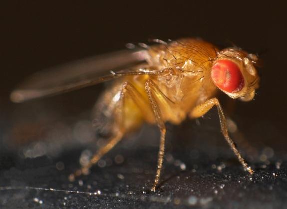 Drosophila_melanogaster.jpg