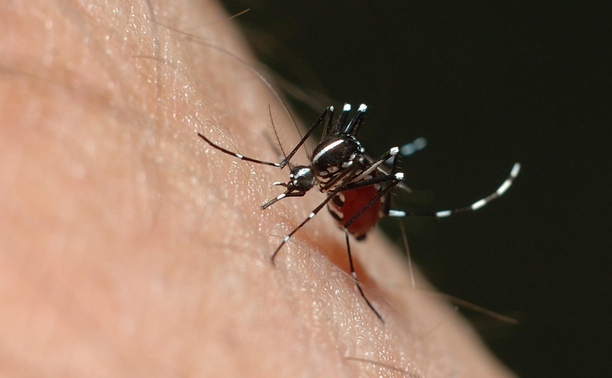 Dengue e o seu efeito no fígado