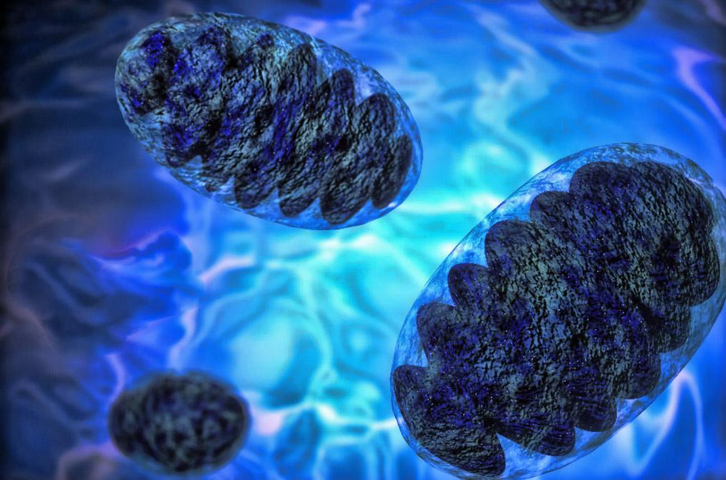 Vida: é inevitável ou apenas um acaso? Mitochondria+Centrioles1