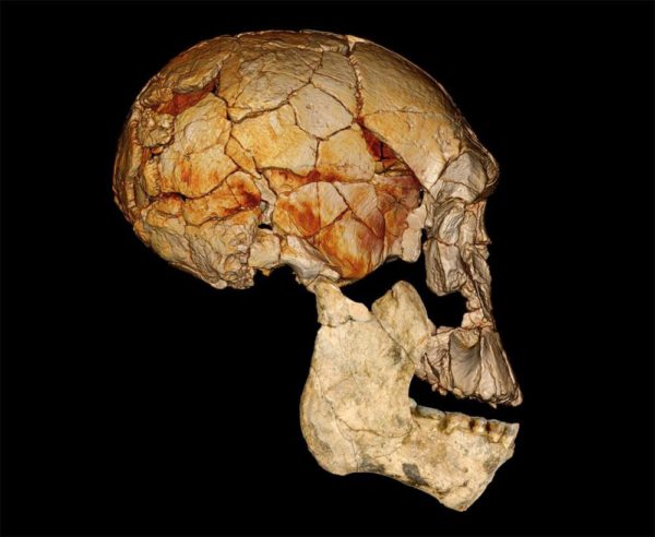 leakey-human-fossils-2