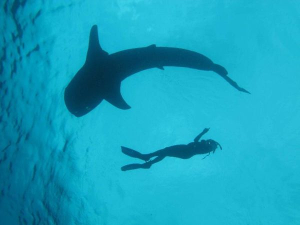 whale-diveredited