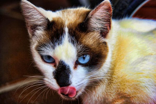gato