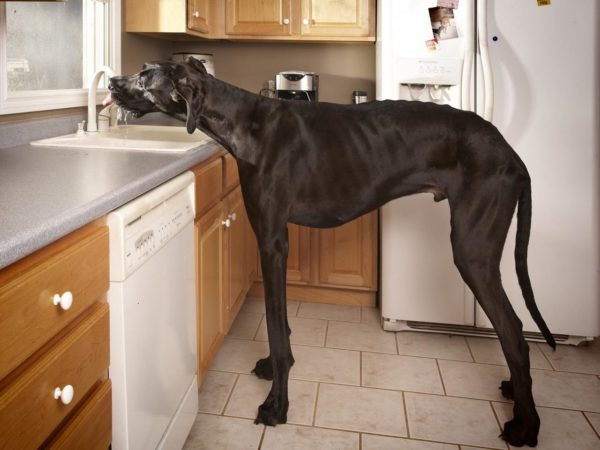 odd-tallest-dog.jpeg-1280x960