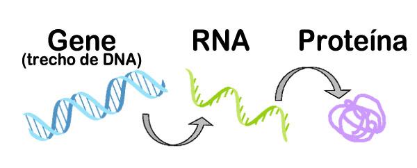 Processo de expressão genética em que um gene é usado como instrução para codificar uma proteína