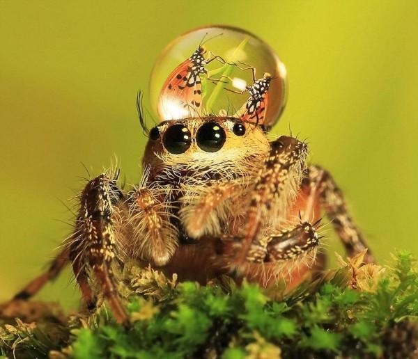 jumping-spider-waterdrop-hats-uda-dennie-2