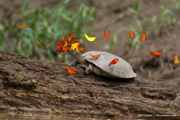 butterflies-turtle-tears-4