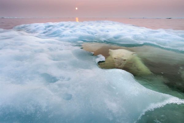 “The water bear”, ou “O urso de água”, de Paul Souders (EUA), vencedor da categoria “animais em seu ambiente” 
