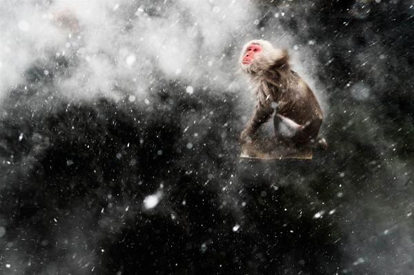 “Snow moment”, ou “Momento de neve”, de Jasper Doest (Holanda), vencedor na categoria “visões criativas”