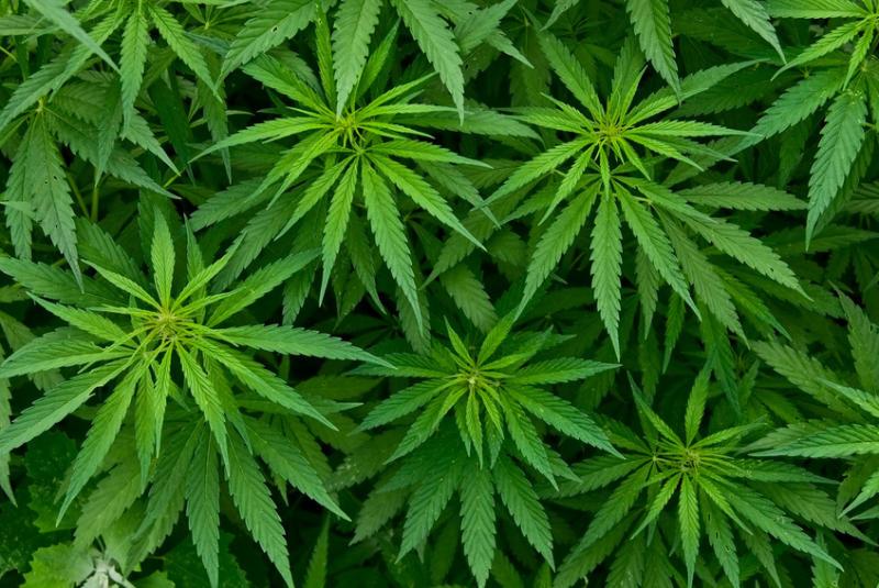 planta maconha cannabis