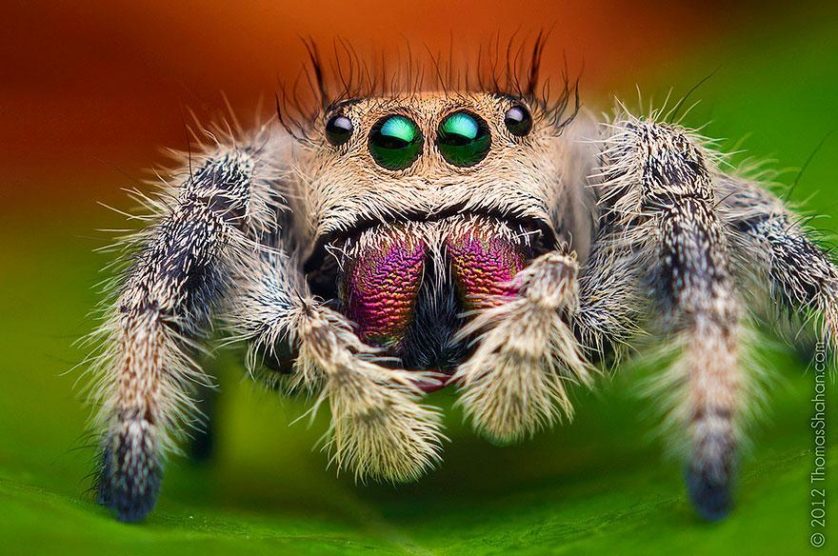 jumping-spiders-macro-photography-thomas-shahan-2