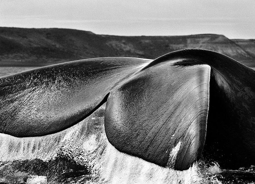 A grande cauda de uma baleia-franca-austral perto da Argentina (2004) 