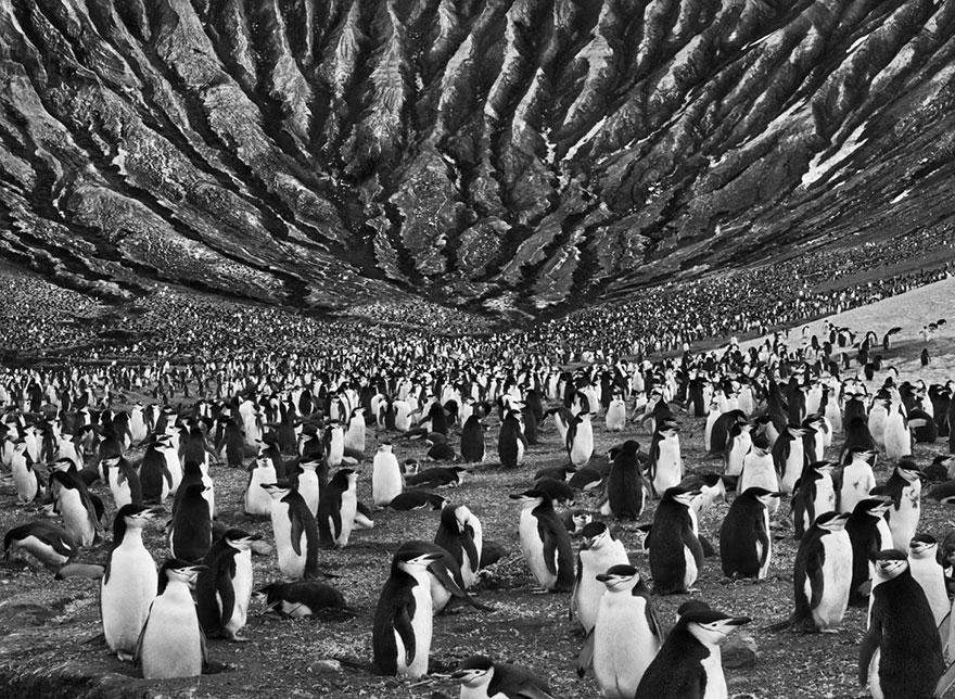 Colônia de pinguins-de-barbicha em um vulcão ativo nas Ilhas Sandwich do Sul (2009) 