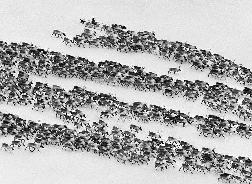 Povo Nenet conduzindo renas no Ártico siberiano, na Rússia (2011)