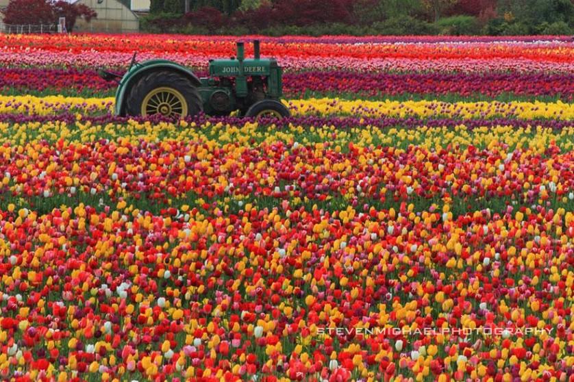 flower-tulip-fields-netherlands-10