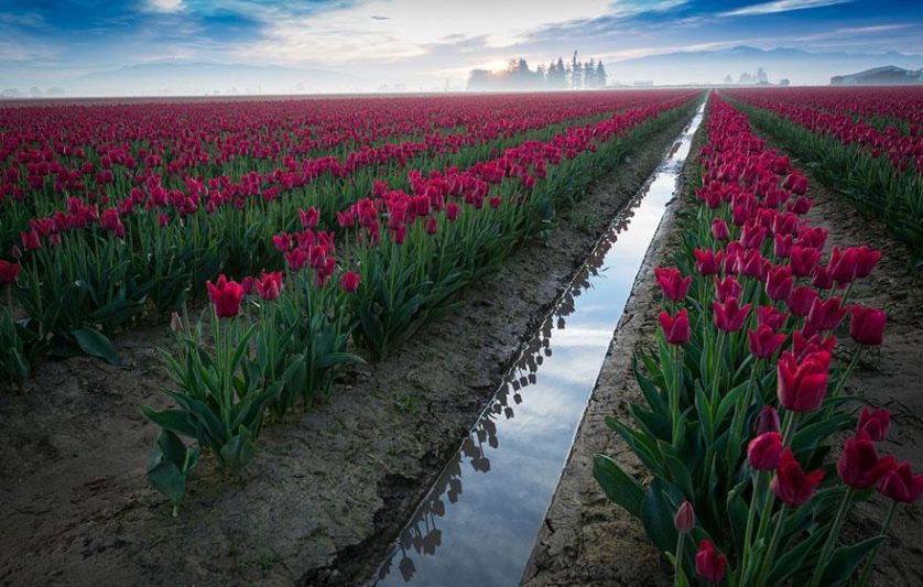 flower-tulip-fields-netherlands-11
