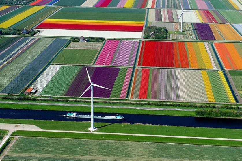 flower-tulip-fields-netherlands-12