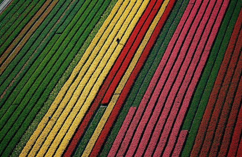 flower-tulip-fields-netherlands-13